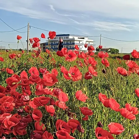 'campul Cu Maci'